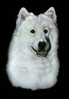 Dog Thirteen Fine Art Print