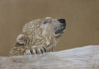 Polar Bear Fine Art Print