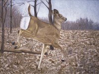 White-Tailed Deer Fine Art Print
