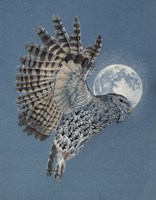 Night Flyer Fine Art Print