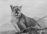Cougar Study Fine Art Print