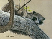 Raccoon Fine Art Print