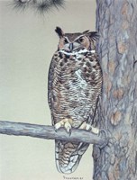 Owl Two Fine Art Print