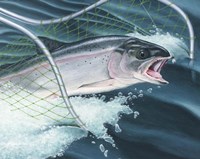 Rainbow Fine Art Print