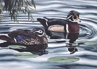 Pair of Ducks Fine Art Print