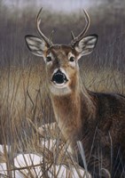 On Guard Fine Art Print