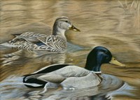 Mallard Study Fine Art Print