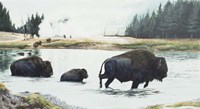 Spirit Of Yellowstone Fine Art Print