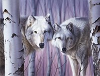 White Wolves By Birch Fine Art Print