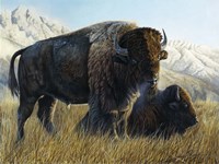 Resting Buffalo Fine Art Print