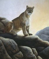 Cougar Fine Art Print