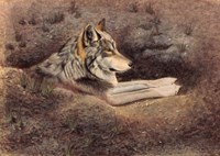 Mexican Wolf Fine Art Print