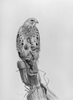 Lookout Fine Art Print