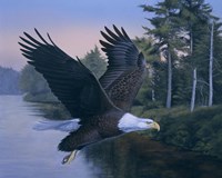 Eagle Soaring Fine Art Print