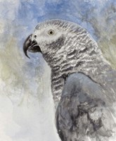Bird - Head Study Fine Art Print