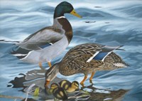 Mallard Family Fine Art Print
