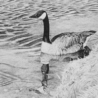 Lone Goose 2 Fine Art Print