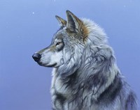 Northern Star Fine Art Print
