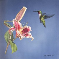 Hummingbird And Lily Fine Art Print