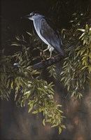 Big Bird Fine Art Print