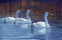 Sea Of Tranquility Fine Art Print