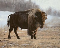 Bison Fine Art Print