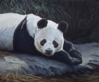Panda Fine Art Print