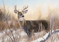 Big Buck Fine Art Print