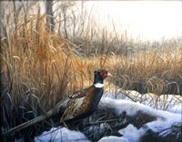 Pheasant Fine Art Print