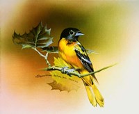 Baltimore Oriole Fine Art Print