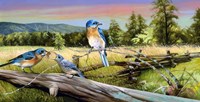 Bluebird Meadow Fine Art Print