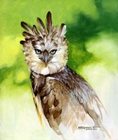 Harpy Eagle Fine Art Print