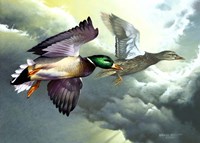 Mallards In Flight Fine Art Print