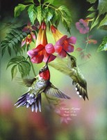 Summer Hummer Fine Art Print
