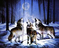 Three Dog Night Fine Art Print