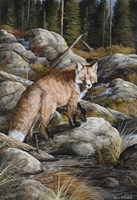 Careful Stepper Fine Art Print