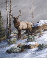 Cold Ridge Watcher Fine Art Print