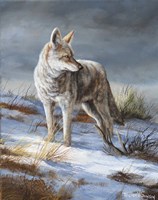 Cool Evening Fine Art Print