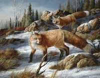 Flashes Of Fire Fine Art Print