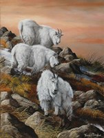 High Country Sunset Fine Art Print