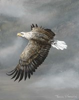 In Flight Fine Art Print