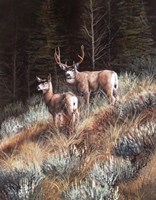 Last Light Fine Art Print