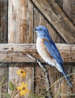 Old Barn Watcher Fine Art Print