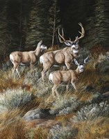 Out Of Shadows Fine Art Print