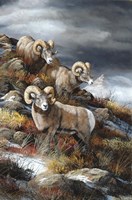 Rocky Mountain Kings Fine Art Print