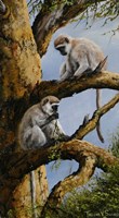 Vervet Pair Fine Art Print