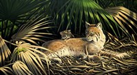 Sunny Spot Bobcat with Kittens Fine Art Print