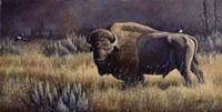 Bison And Magpies Fine Art Print