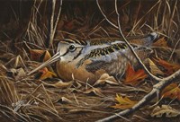 Woodcock In Hiding Fine Art Print