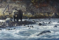 Along The Yellowstone - Grizzly Fine Art Print